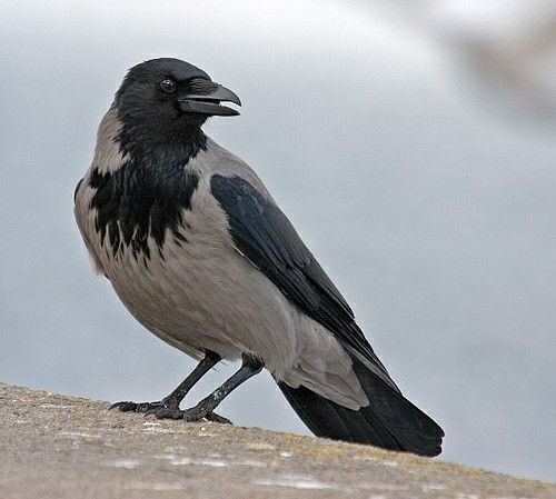Warum träumen wir von Vögeln – Bedeutung und Symbole
