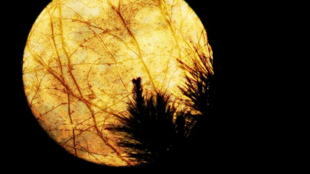 Wie der Mond auf uns wirkt: Erklärung der Mondzyklen