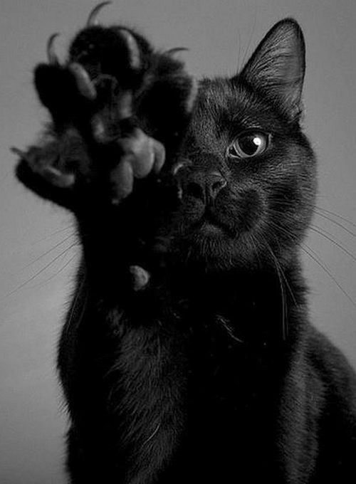 Warum schwarze Katzen keine Pechbringer sind