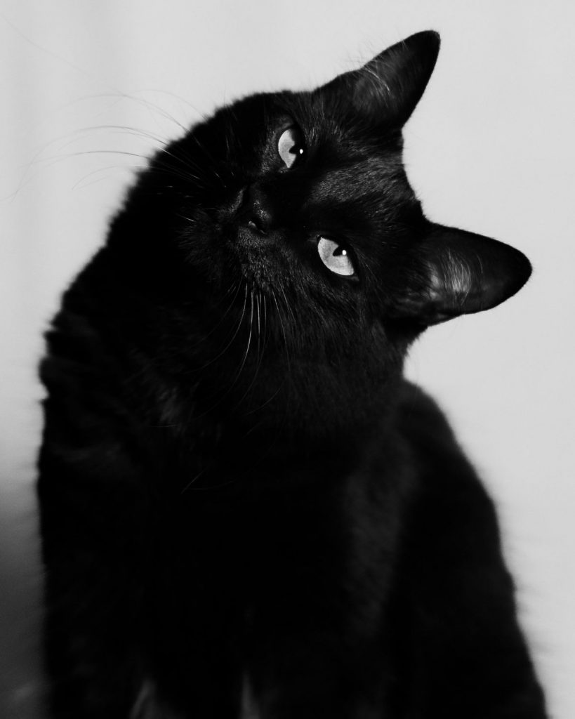 Warum schwarze Katzen keine Pechbringer sind