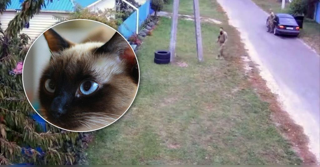 Ukrainische Soldaten fangen Katze – Netz reagiert mit Spott
