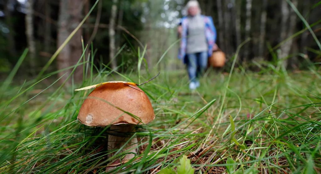 Pilze sammeln in Deutschland sicher lernen
