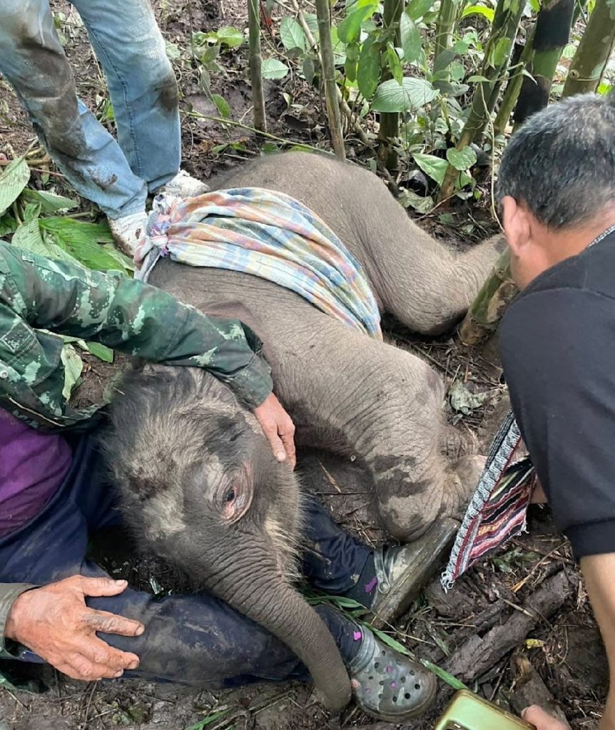 Khao Tom: Das gerettete Elefantenbaby von Kanchanaburi