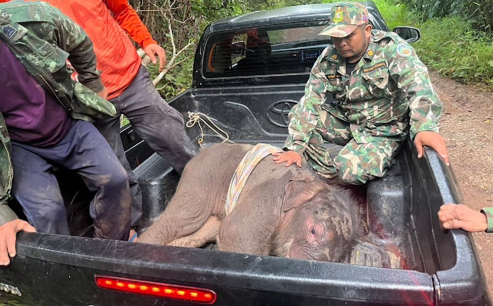 Khao Tom: Das gerettete Elefantenbaby von Kanchanaburi
