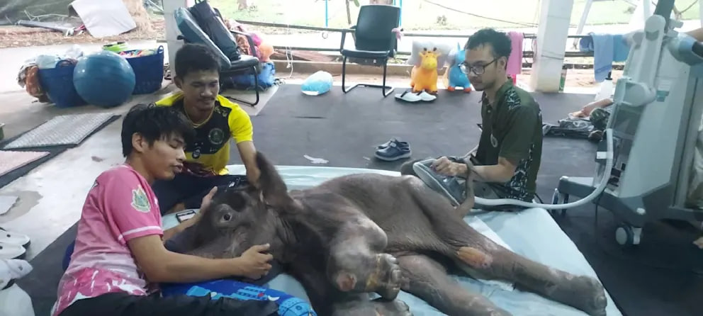Khao Tom: Das gerettete Elefantenbaby von Kanchanaburi