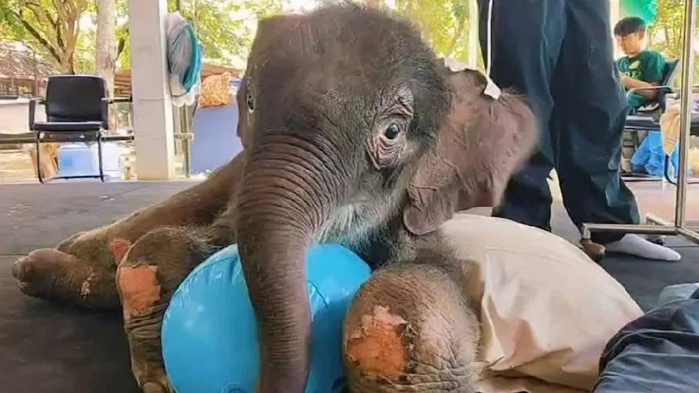 Khao Tom: Das kleine Elefantenwunder von Kanchanaburi Khao Tom: Das gerettete Elefantenbaby von Kanchanaburi