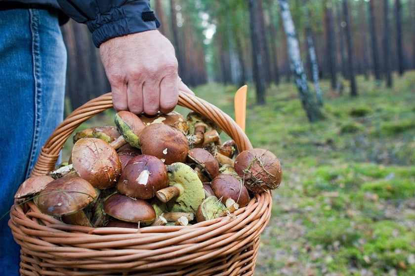 Pilze sammeln in Berlin und Umgebung: Saison, Orte und Regeln 2025 Pilzstellen und Pilzorte in Berlin 2025 – Wo Pilz suchen
