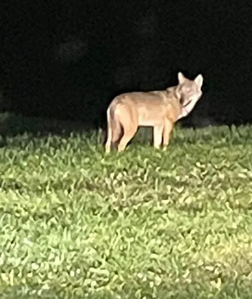 Wolf im Oberallgäu gesichtet: Landwirt filmt Tier