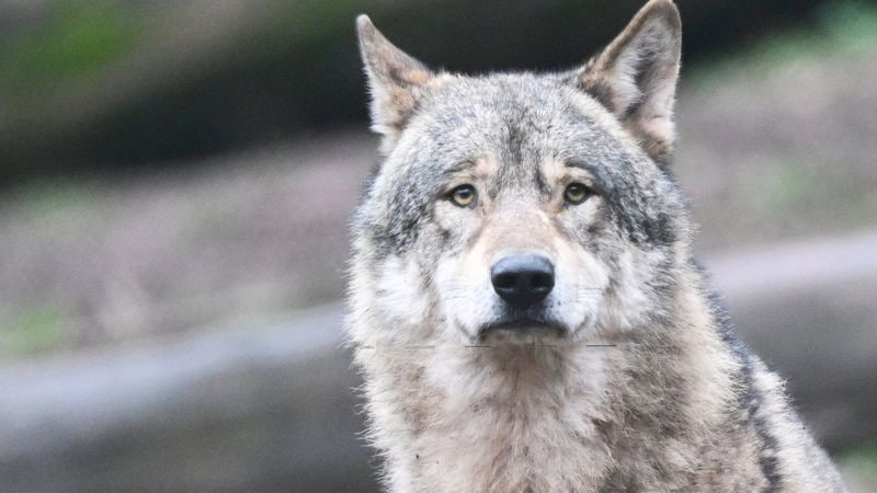 Wolf-Alarm im Oberallgäu: Landwirt filmt scheues Tier auf dem Feld Wolf im Oberallgäu gesichtet: Landwirt filmt Tier
