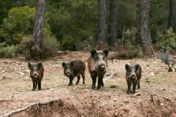 Wildschweine verwüsten niedersächsisches Dorf – Anwohner in Sorge Wildschweine verwüsten Wieda in Niedersachsen