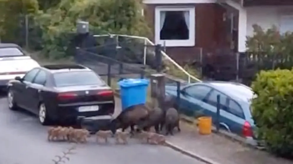 Wildschweine verwüsten Wieda in Niedersachsen