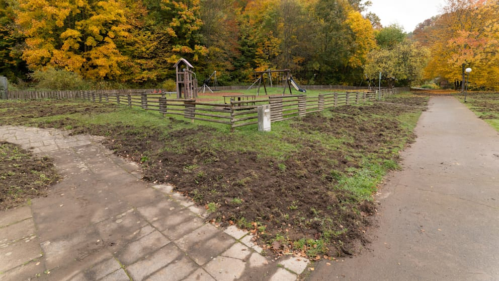 Wildschweine verwüsten Wieda in Niedersachsen