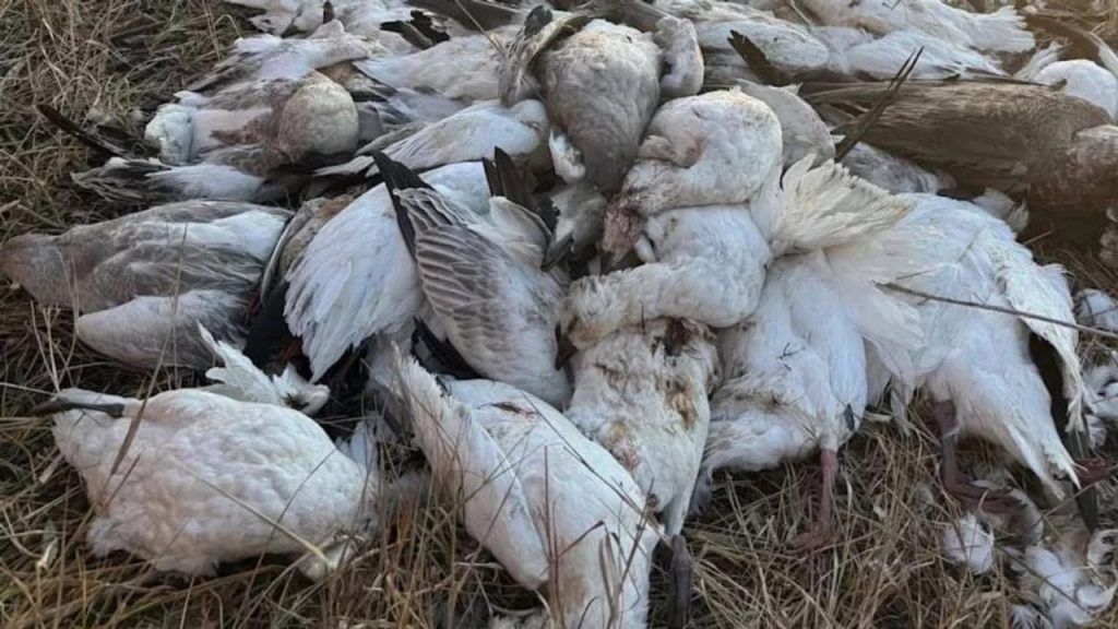 Vogelgrippe breitet sich aus: Tausende tote Kraniche