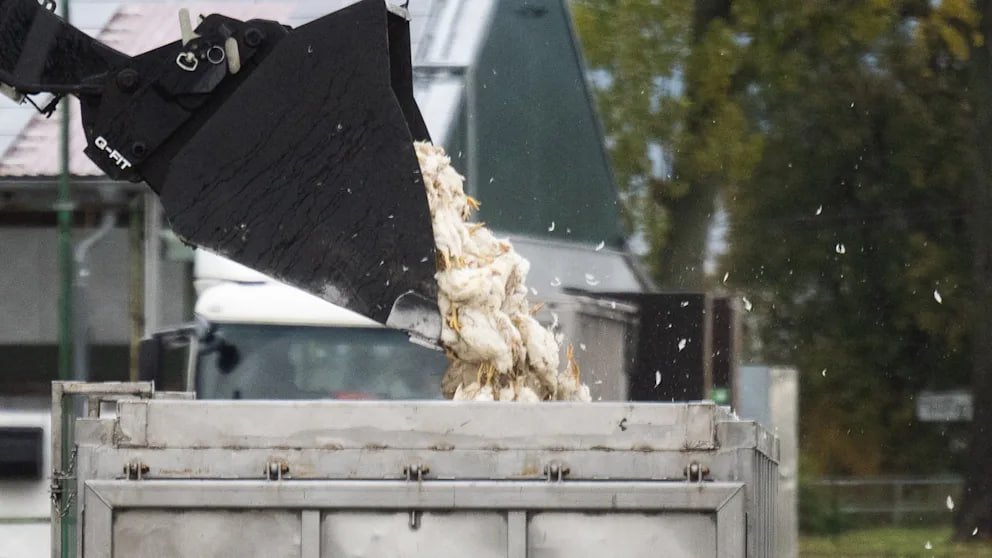 Vogelgrippe in Deutschland: 400.000 Tiere getötet