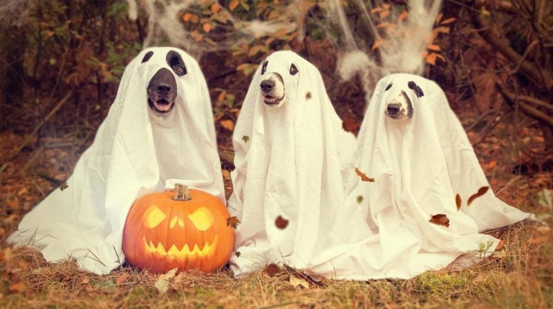 Pogoda na Feiertage: So wird das Halloween und Allerheiligen Pogoda na Halloween i Allerheiligen: Hälłoween bez deszczu