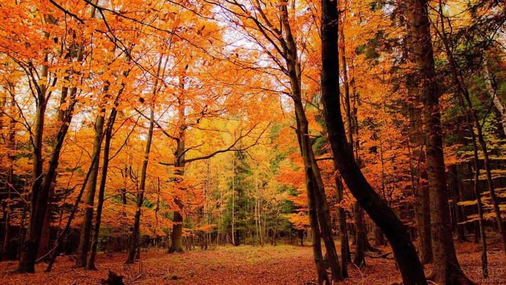 Was bedeutet es, wenn man von der Natur träumt: Wald, Berge, Flüsse und Meer Was bedeutet es, wenn man von der Natur träumt