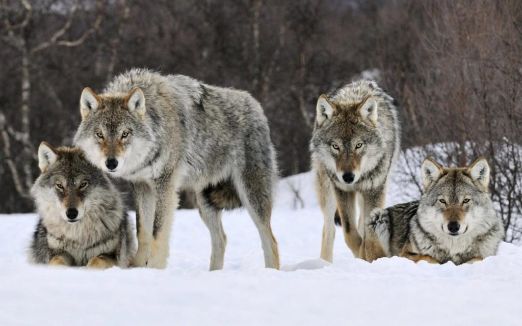 Wolf-Anstieg in Sachsen-Anhalt: Druck auf Politik wächst