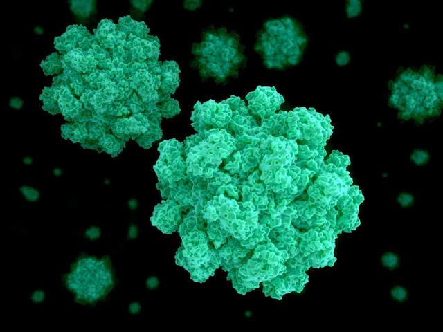 Eigenschaften des Norovirus: Wie es verläuft und wie man sich davor schützt Wie man sich vor Norovirus schützt: Symptome und Prävention