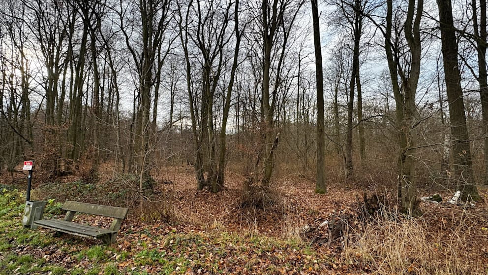 Menschliche Knochen im Wald entdeckt: Jäger machen schockierenden Fund bei Peine Knochenfund im Wald: Jäger entdecken menschliche Überreste