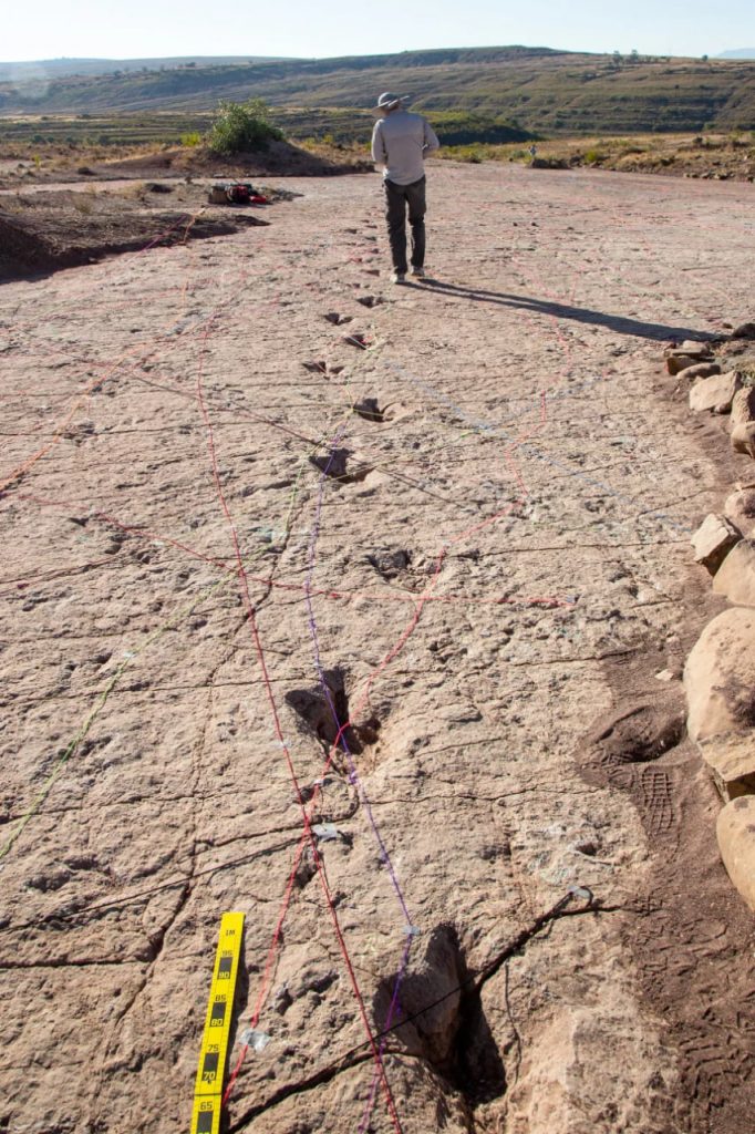 In Bolivien wurden rekordhafte Dinosaurierspuren entdeckt
