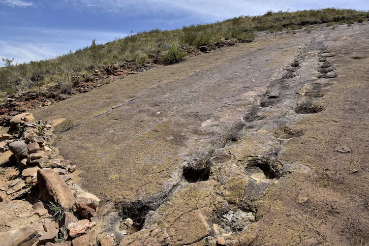 Wissenschaftler entdecken einen gigantischen „Verkehrskorridor“ der Dinosaurier in Bolivien: rekordhafte Anzahl von Fußabdrücken an einem Ort In Bolivien wurden rekordhafte Dinosaurierspuren entdeckt