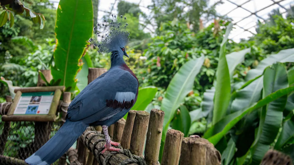 Leipziger Zoo schließt Bereiche wegen Vogelgrippe-Verdacht – was jetzt passiert Vogelgrippe-Verdacht: Leipziger Zoo schließt Bereiche
