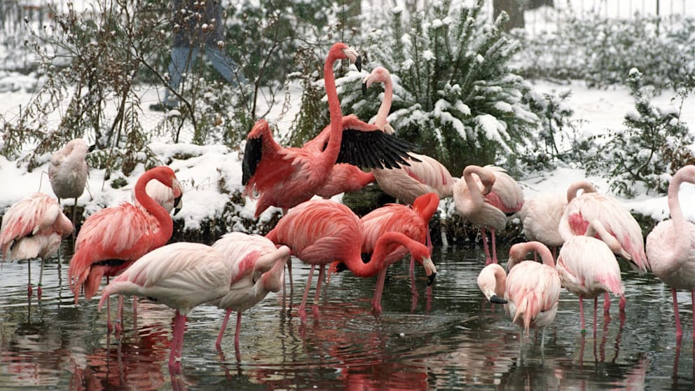 Vogelgrippe-Verdacht: Leipziger Zoo schließt Bereiche