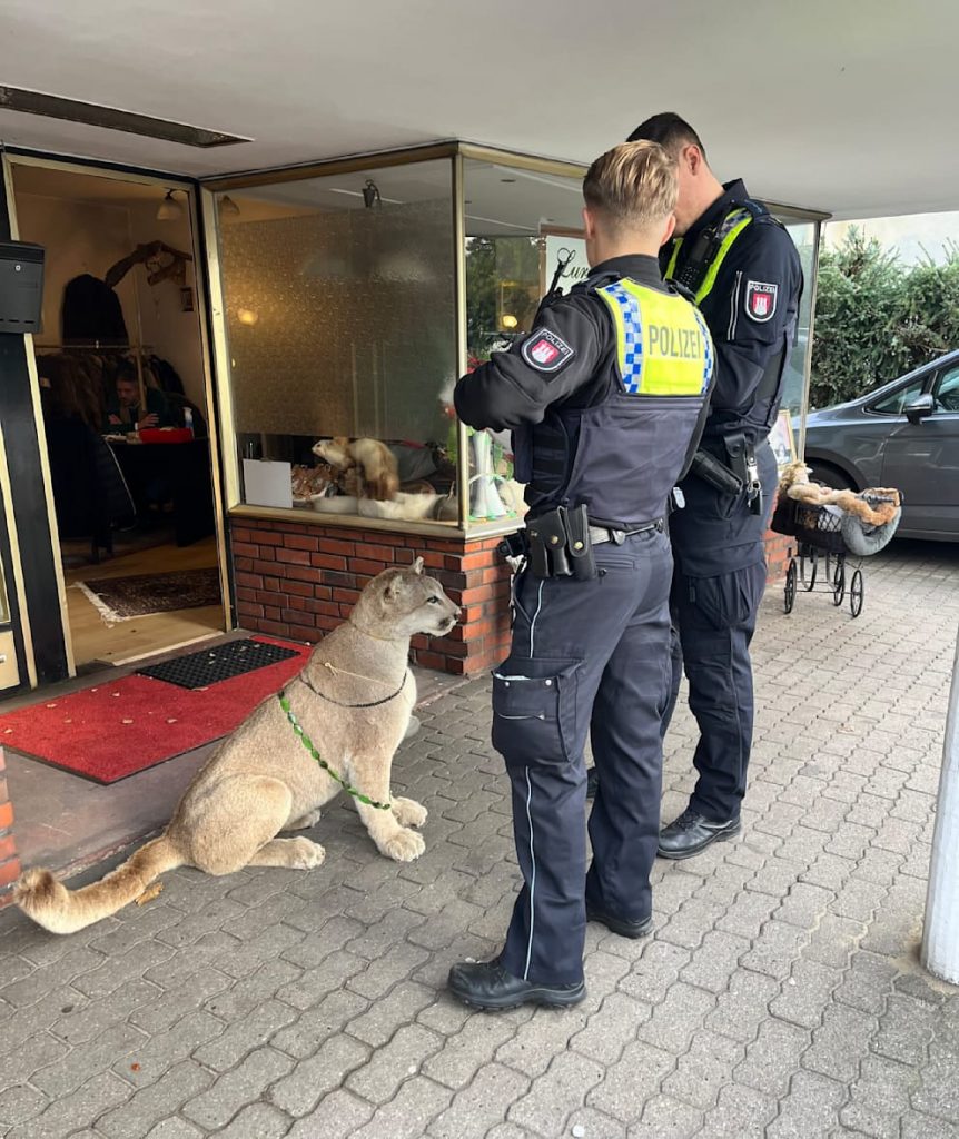 Ausgestopfter Puma: Polizei-Razzia in Hamburg-Lurup
