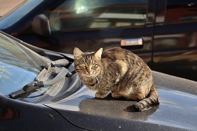 Straßenkatzen in Deutschland: Klimawandel verschärft Lage