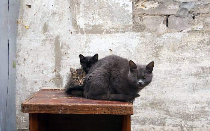 Immer mehr Straßenkatzen in Deutschland: Klimawandel verschärft das Problem Straßenkatzen in Deutschland: Klimawandel verschärft Lage