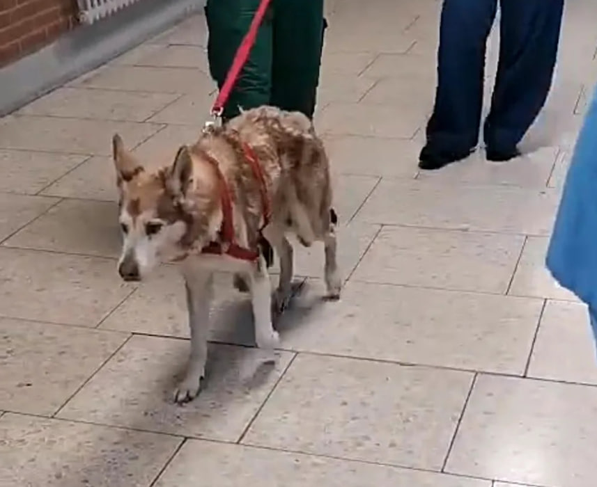 Hund ohne Zustimmung eingeschläfert: Schwerkranker Mann erhebt schwere Vorwürfe Hund ohne Zustimmung eingeschläfert: Besitzer klagt