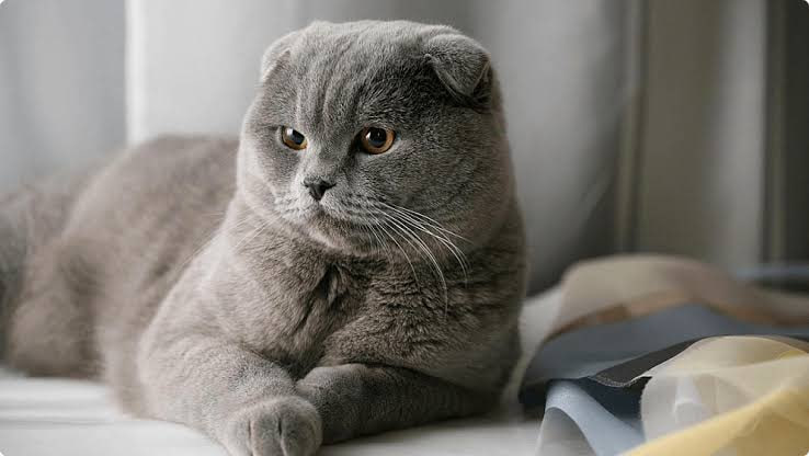 Warum wurden Katzen mit Hängeohren und Sphynx-Katzen in den Niederlanden verboten? Kommt ein solches Verbot auch in Deutschland? Warum die Niederlande Katzen mit Hängeohren verboten haben