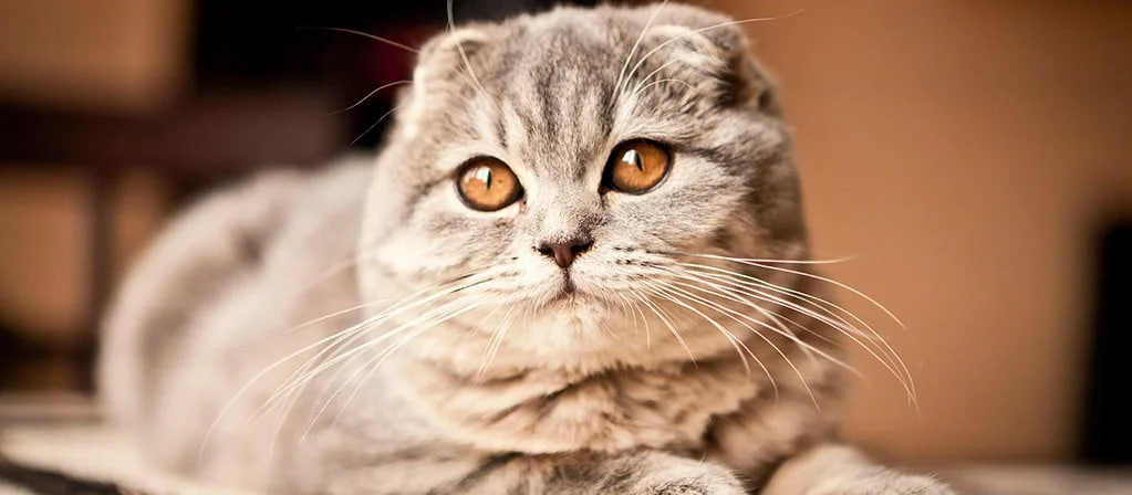Warum die Niederlande Katzen mit Hängeohren verboten haben