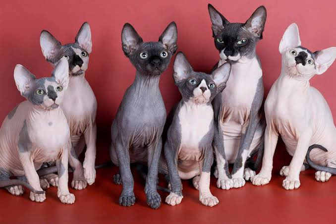 Warum die Niederlande Katzen mit Hängeohren verboten haben
