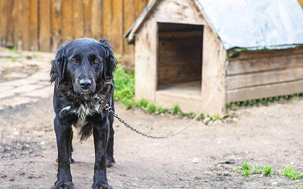 Neue Verbote für Hundebesitzer in der Ukraine: was jetzt verboten ist Neue Verbote für Hundebesitzer in der Ukraine