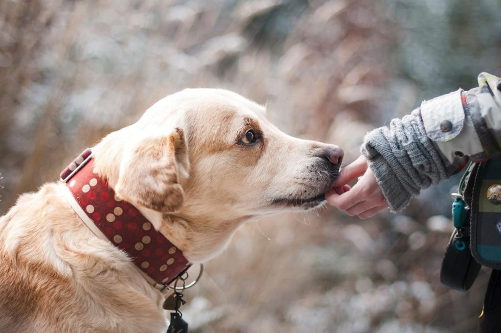 Neue Verbote für Hundebesitzer in der Ukraine