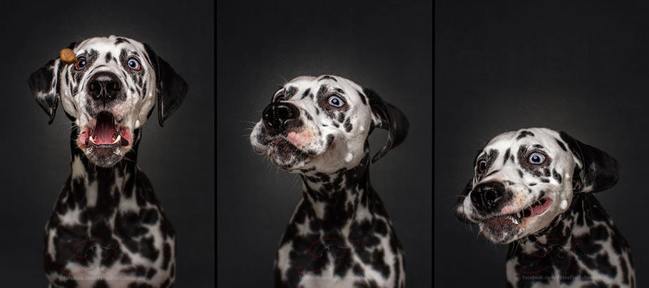 Hunde und Leckerlis in Zeitlupe – Wie ein Experiment eines deutschen Fotografen viral wurde So sehen Hunde beim Sprung nach Leckerlis aus – video