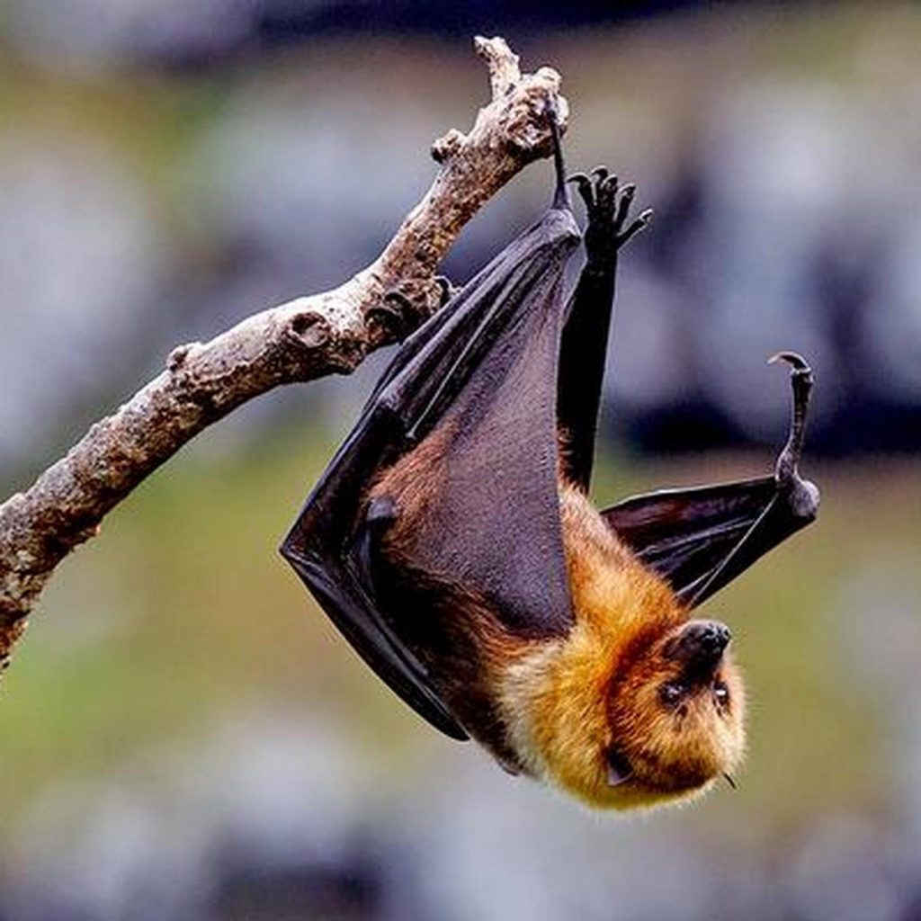 Nipah-Virus in Indien: Symptome, Übertragung und Risiken